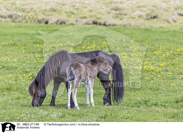 Islnder / Icelandic horses / MBS-27186