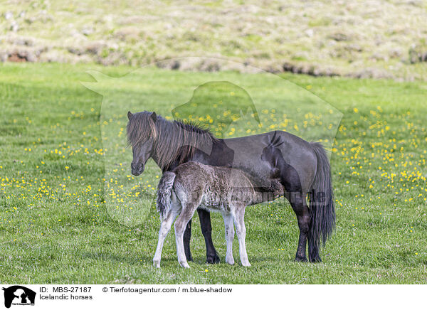 Islnder / Icelandic horses / MBS-27187