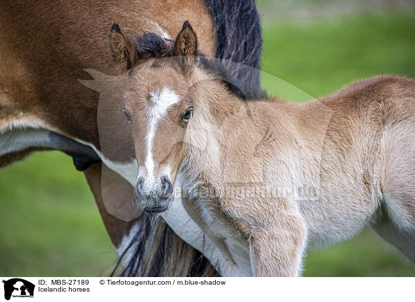 Islnder / Icelandic horses / MBS-27189