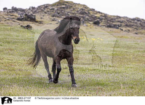 Icelandic horse / MBS-27197