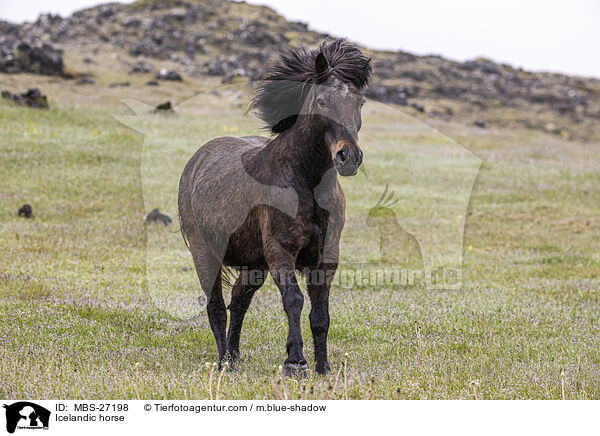 Islnder / Icelandic horse / MBS-27198