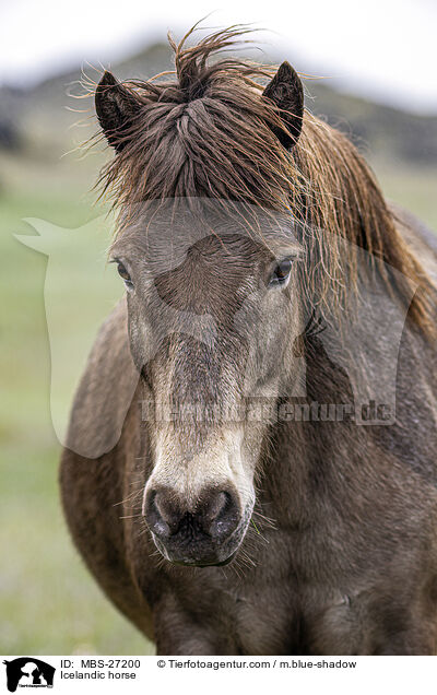 Islnder / Icelandic horse / MBS-27200