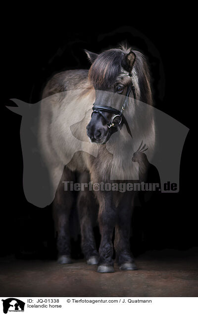 Icelandic horse / JQ-01338