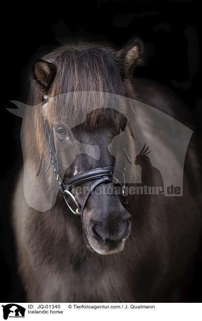 Islnder / Icelandic horse / JQ-01340