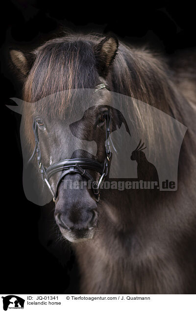Islnder / Icelandic horse / JQ-01341