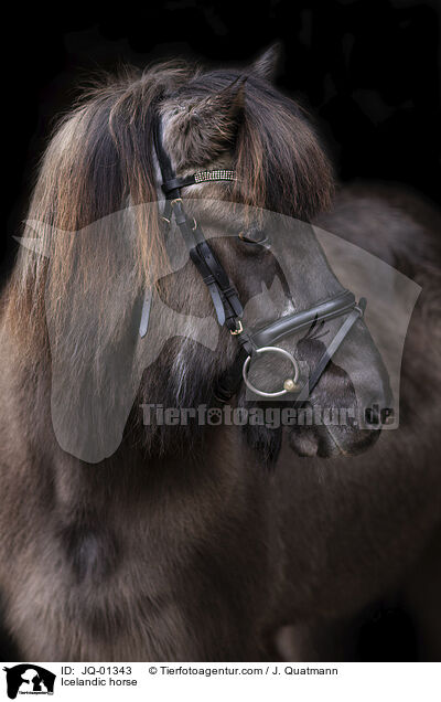 Icelandic horse / JQ-01343