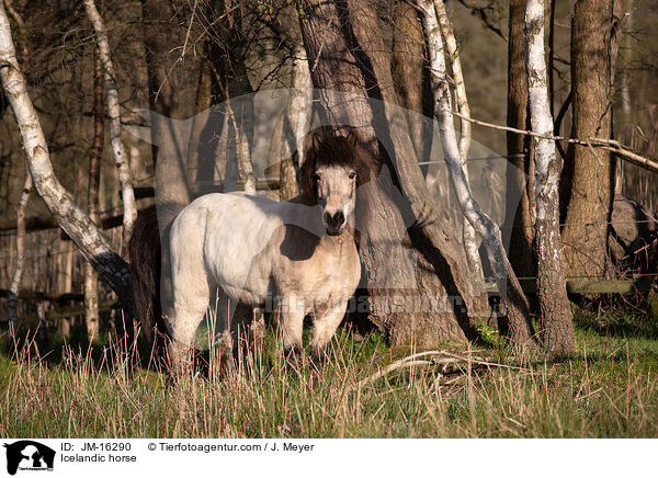 Islnder / Icelandic horse / JM-16290