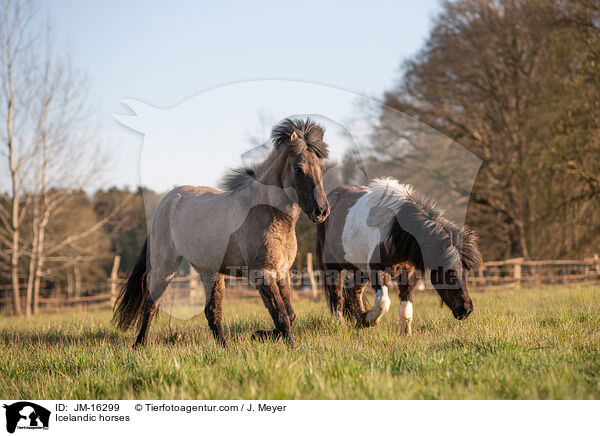 Icelandic horses / JM-16299