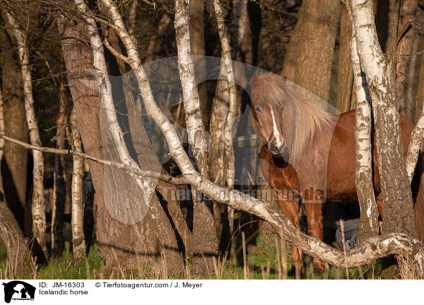 Islnder / Icelandic horse / JM-16303