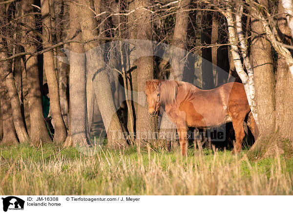 Islnder / Icelandic horse / JM-16308