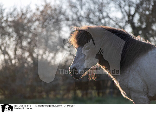 Islnder / Icelandic horse / JM-16315