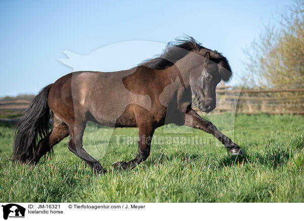 Islnder / Icelandic horse / JM-16321