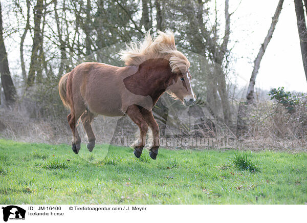 Islnder / Icelandic horse / JM-16400