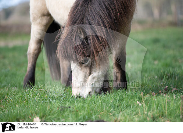 Islnder / Icelandic horse / JM-16401