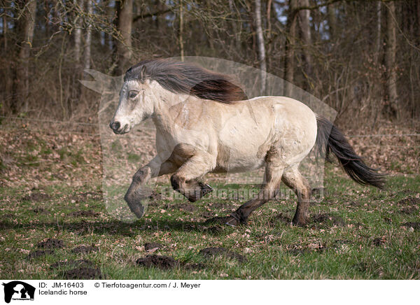 Islnder / Icelandic horse / JM-16403