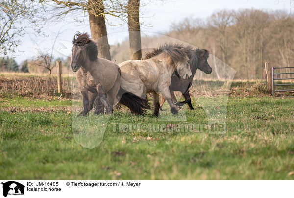 Islnder / Icelandic horse / JM-16405