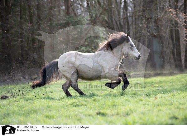 Islnder / Icelandic horse / JM-16409