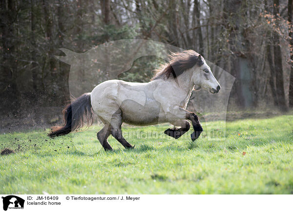 Icelandic horse / JM-16409