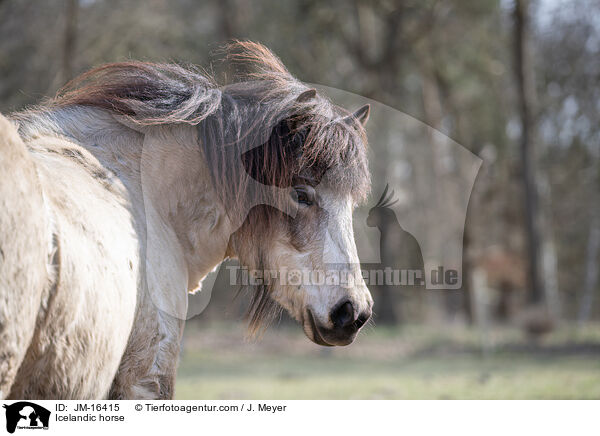 Islnder / Icelandic horse / JM-16415