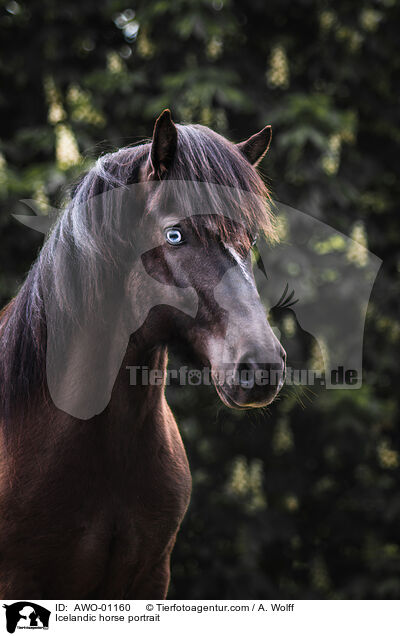 Islnder Portrait / Icelandic horse portrait / AWO-01160