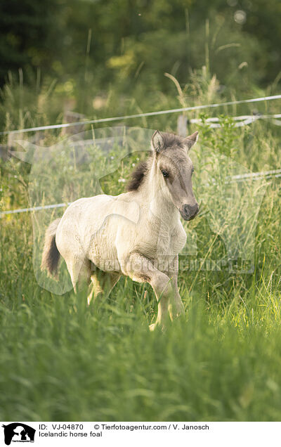 Icelandic horse foal / VJ-04870