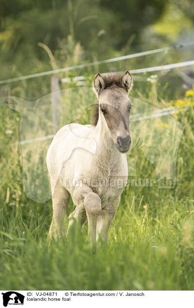 Islnder Fohlen / Icelandic horse foal / VJ-04871