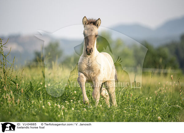 Islnder Fohlen / Icelandic horse foal / VJ-04885
