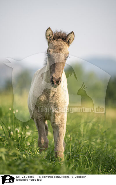 Islnder Fohlen / Icelandic horse foal / VJ-04888