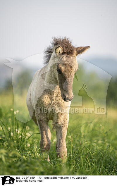 Islnder Fohlen / Icelandic horse foal / VJ-04889