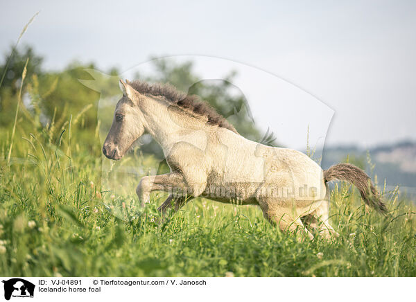 Islnder Fohlen / Icelandic horse foal / VJ-04891