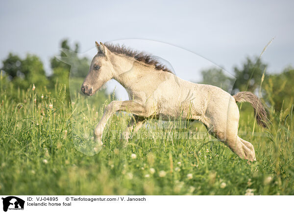 Islnder Fohlen / Icelandic horse foal / VJ-04895