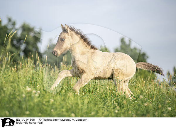 Islnder Fohlen / Icelandic horse foal / VJ-04898