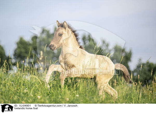 Islnder Fohlen / Icelandic horse foal / VJ-04901