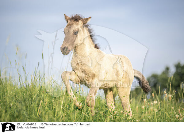 Islnder Fohlen / Icelandic horse foal / VJ-04903