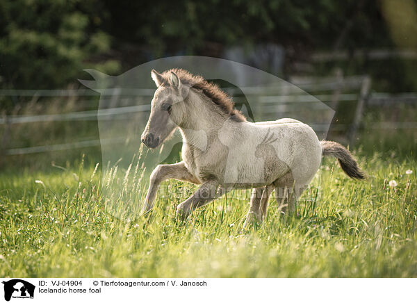 Islnder Fohlen / Icelandic horse foal / VJ-04904