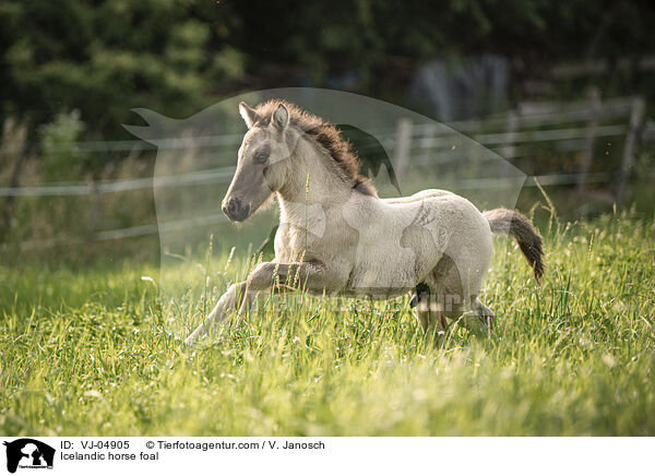 Icelandic horse foal / VJ-04905