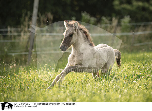 Islnder Fohlen / Icelandic horse foal / VJ-04909