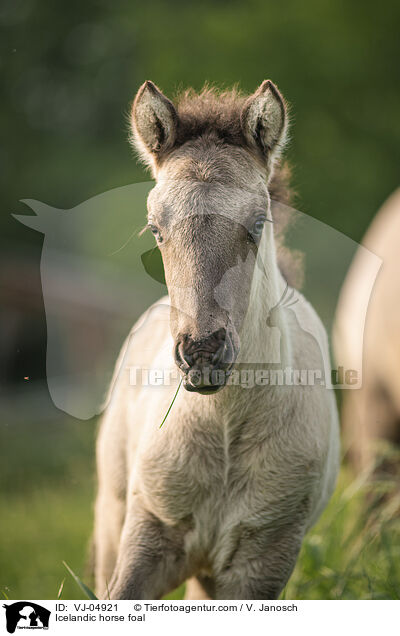 Islnder Fohlen / Icelandic horse foal / VJ-04921