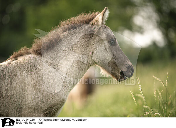 Islnder Fohlen / Icelandic horse foal / VJ-04926