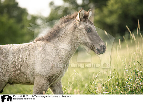 Islnder Fohlen / Icelandic horse foal / VJ-04928