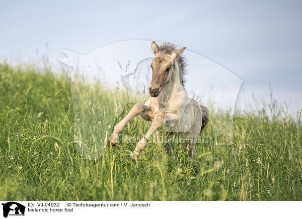 Icelandic horse foal / VJ-04932