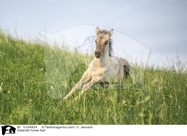 Islnder Fohlen / Icelandic horse foal / VJ-04934