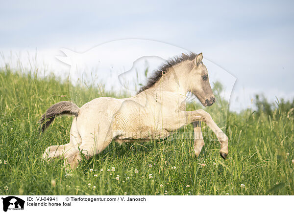 Islnder Fohlen / Icelandic horse foal / VJ-04941