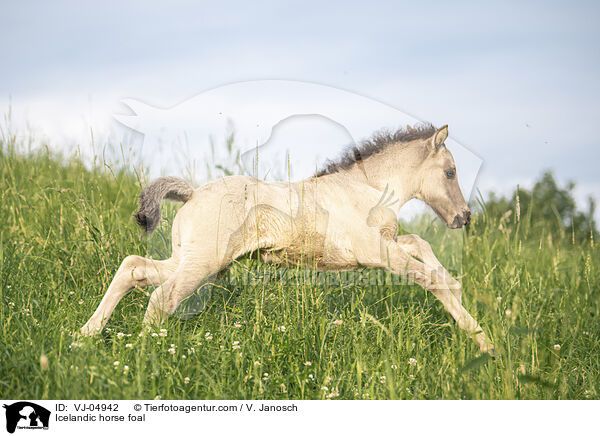Islnder Fohlen / Icelandic horse foal / VJ-04942