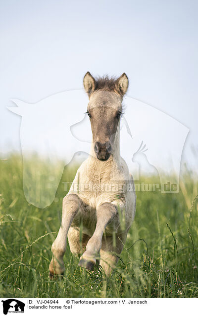 Islnder Fohlen / Icelandic horse foal / VJ-04944