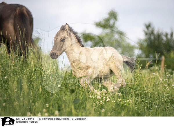 Islnder / Icelandic horses / VJ-04946