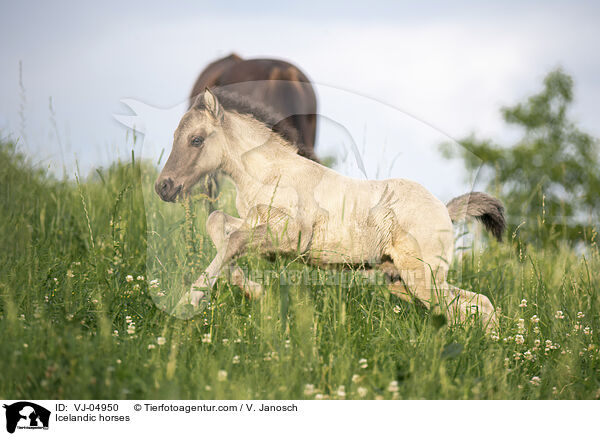 Islnder / Icelandic horses / VJ-04950
