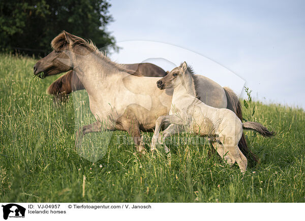 Islnder / Icelandic horses / VJ-04957