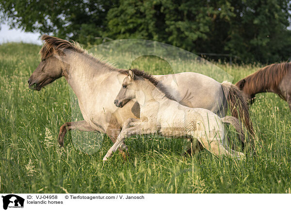 Isl�nder / Icelandic horses / VJ-04958