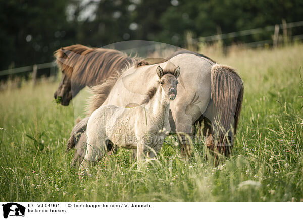 Icelandic horses / VJ-04961